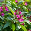 Krzewuszka cudowna Eva Rathke - Różowe Kwiaty Weigela florida 'Eva Rathke' 8