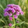 Werbena (Verbena) - fioletowa obficie kwitnąca Verbena 8