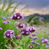 Werbena (Verbena) - fioletowa obficie kwitnąca Verbena 7
