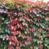 Winobluszcz pięciolistkowy Engelmanii- kolorowe pnącze Parthenocissus quinquefolia 'Engelmanii' 7