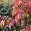 Winobluszcz pięciolistkowy Engelmanii- kolorowe pnącze Parthenocissus quinquefolia 'Engelmanii' 6