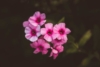 Floks Goldmine IMP - RÓZOWO-FIOLETOWY KWIAT Phlox paniculata 'Goldmine IMP' 4