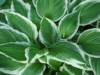 Funkia Hosta Minute Man - Zielone liście białe obwódki Hosta Minute man 5