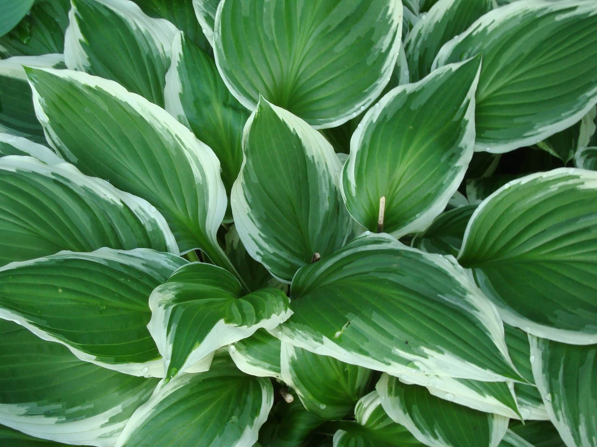 Funkia Hosta Minute Man - Zielone liście białe obwódki Hosta Minute man 5