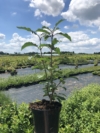 Lilak pospolity (Bez) 'Miss canada' (Syringa vulgaris) - INTENSYWNY RÓŻ Syringa vulgaris 'Miss canada; 2