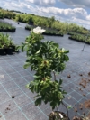 Róża pomarszczona biała - małowymagająca Rosa rugosa 'Alba' 2
