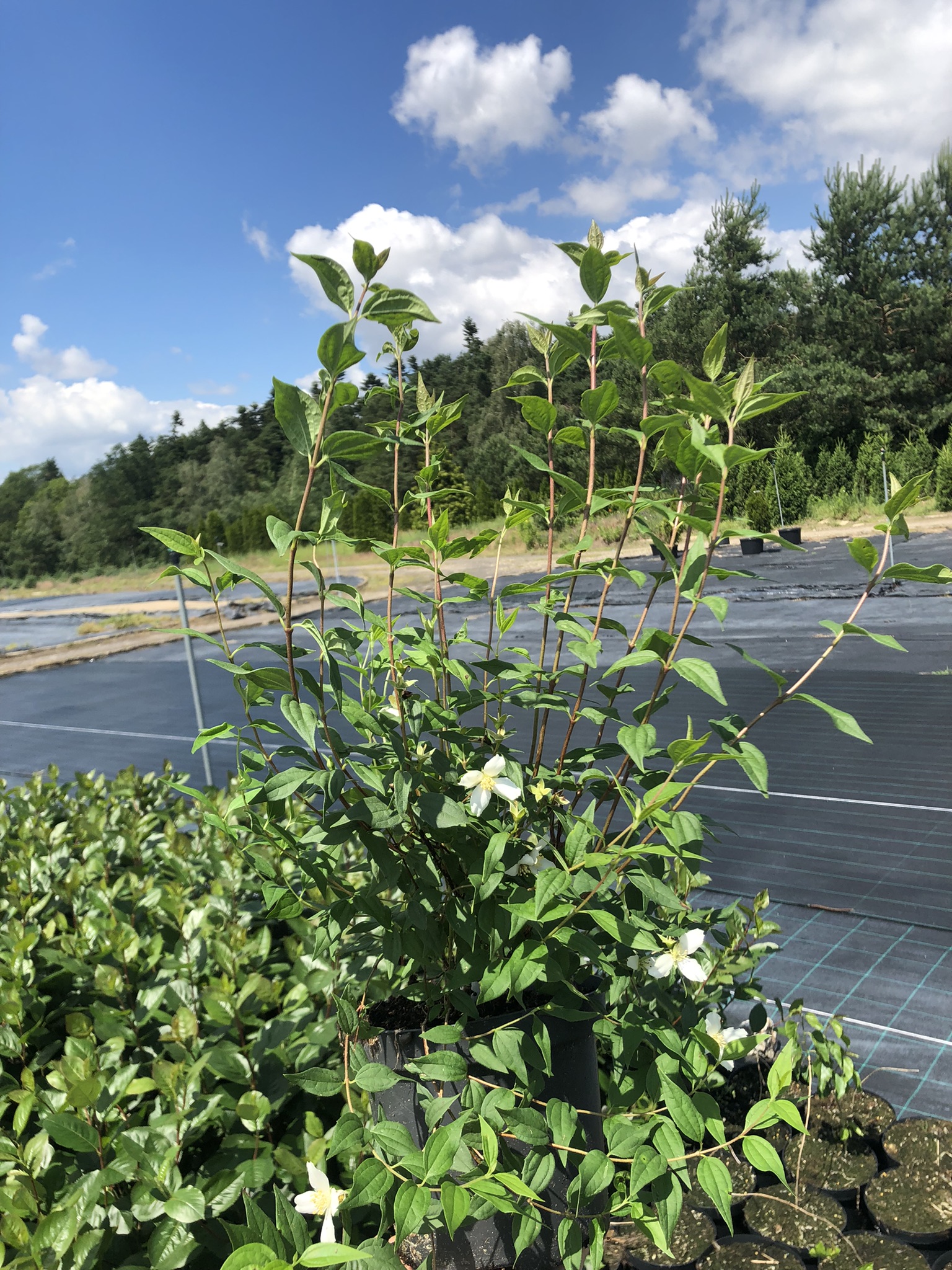 Jaśminowiec wonny Erectus - biały pachnący Philadelphus coronarius 'Erectus' 3