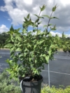 Jaśminowiec wonny Manteau d'Hermine Philadelphus coronarius 'Manteau d'Hermine' 2