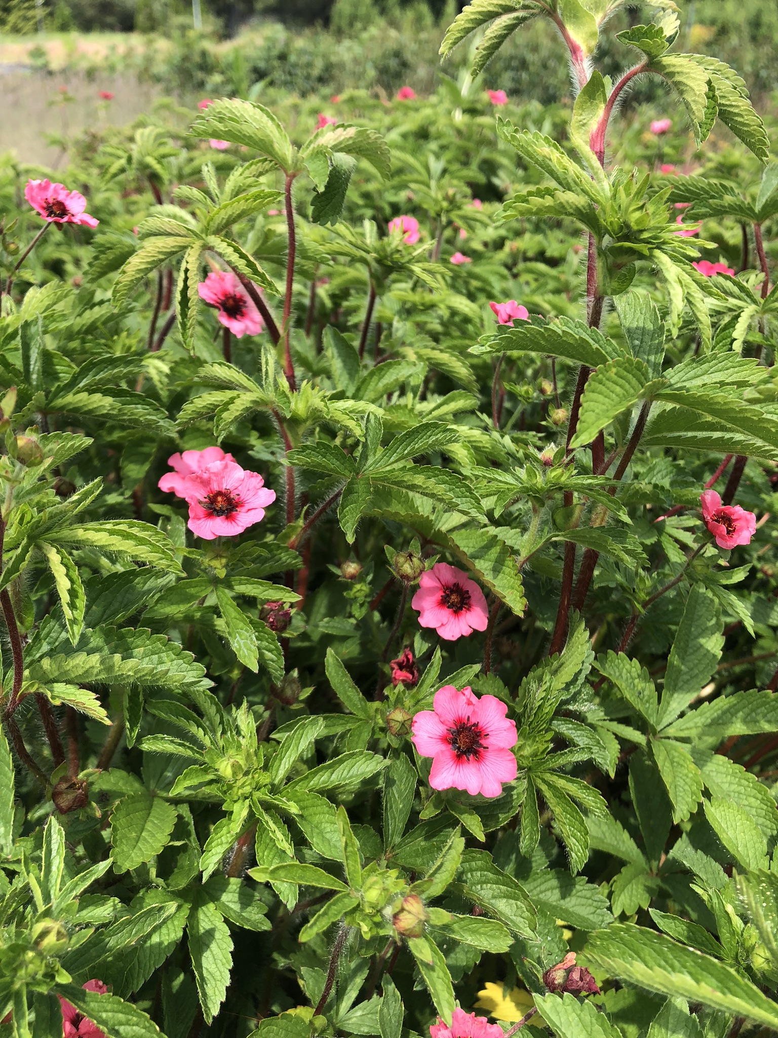 Pięciornik nepalski Miss Wollmoutt - różowa Potentilla nepalensis 'Miss Wollmoutt' 4