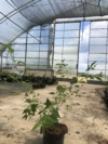Wiśnia Okame - piękne różowe kwiaty Prunus 'Okame' 2