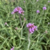 Werbena (Verbena) - fioletowa obficie kwitnąca Verbena 3