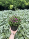 Żagwin ogrodowy 'Axcent Deep Purple' (Aubrieta cultorum) - RÓŻOWA/FIOLETOWA Aubrieta cultorum 'Axcent deep purple' 3