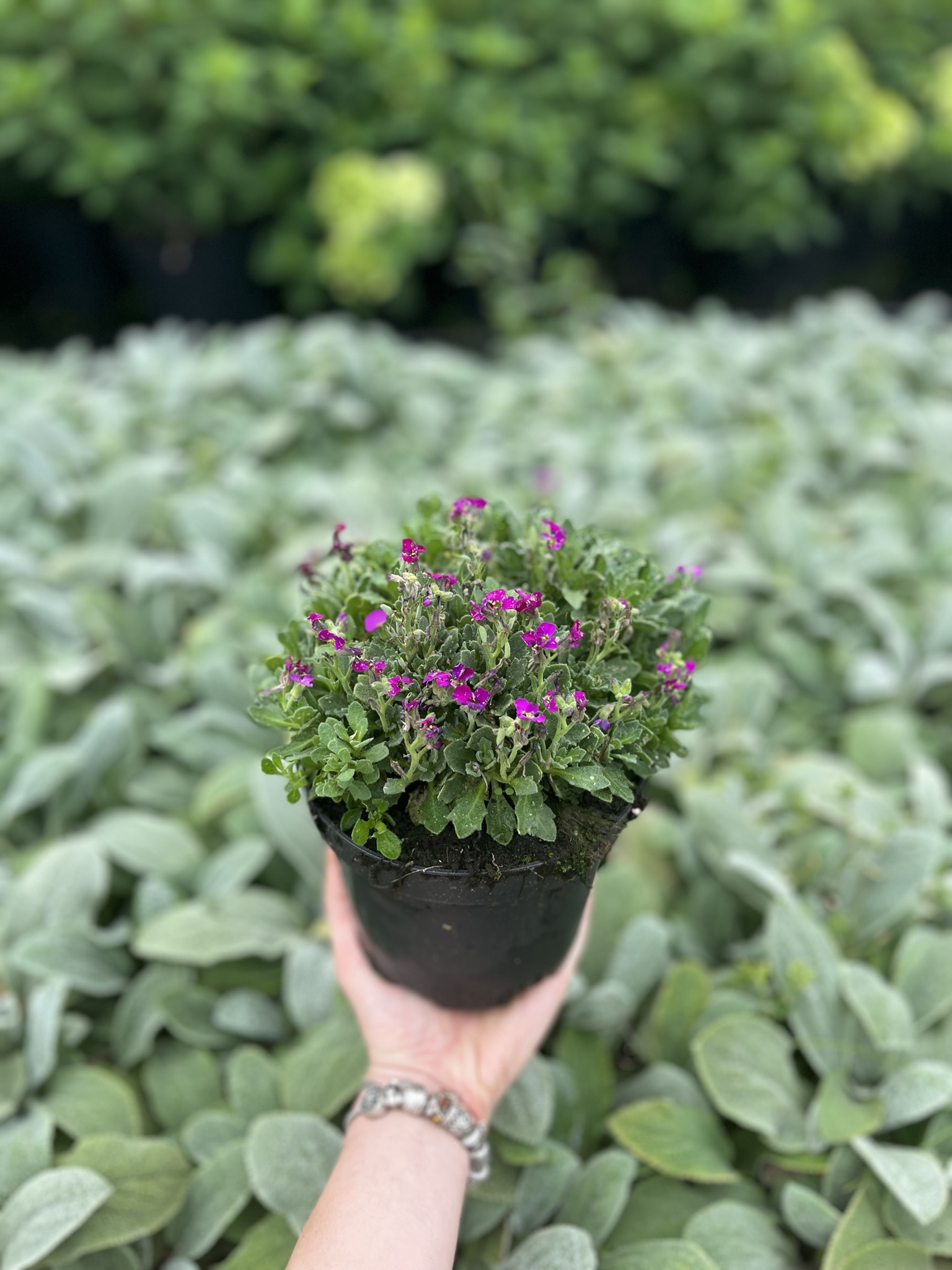 Żagwin ogrodowy 'Axcent Deep Purple' (Aubrieta cultorum) - RÓŻOWA/FIOLETOWA Aubrieta cultorum 'Axcent deep purple' 3