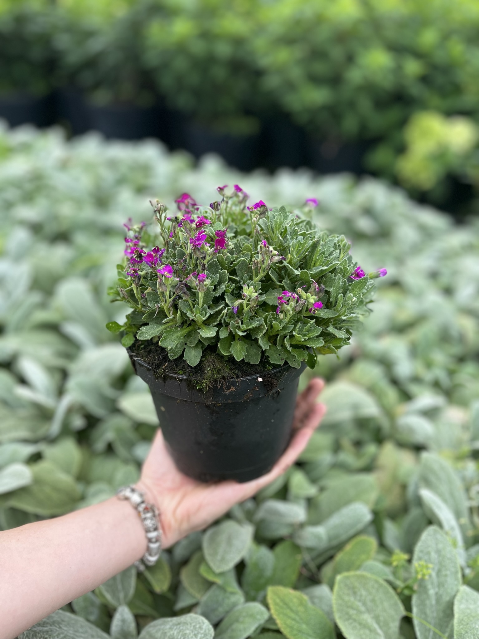 Żagwin ogrodowy 'Axcent Deep Purple' (Aubrieta cultorum) - RÓŻOWA/FIOLETOWA Aubrieta cultorum 'Axcent deep purple' 4