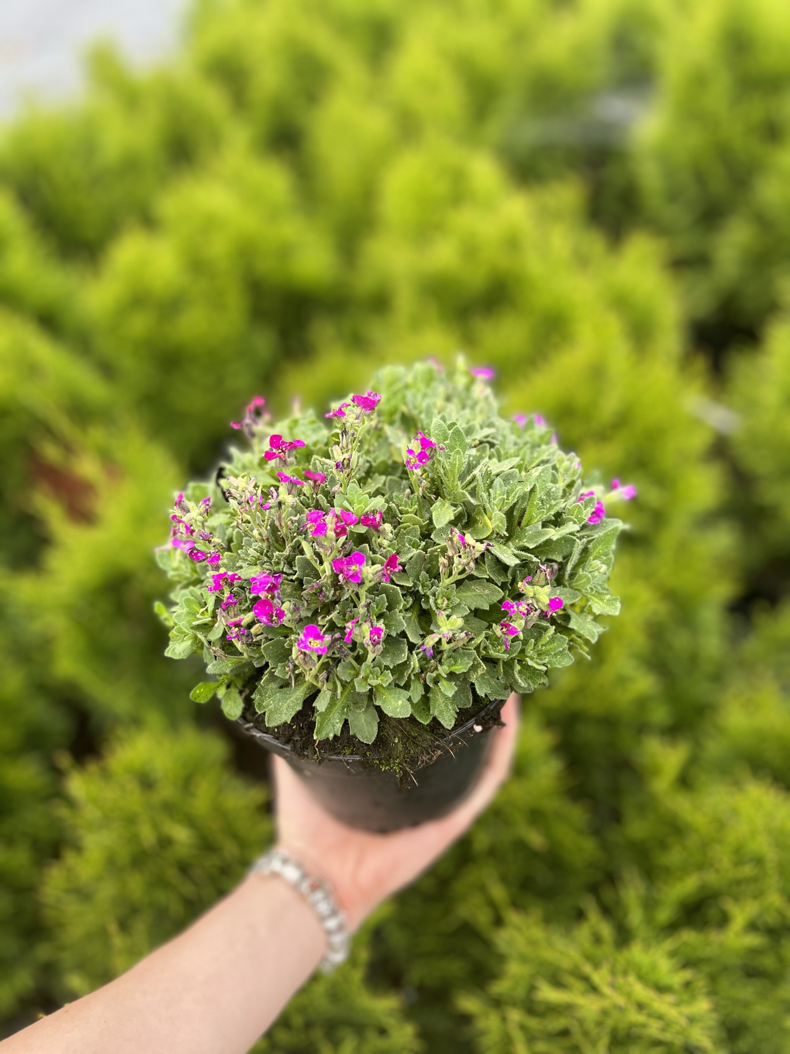 Żagwin ogrodowy 'Axcent Deep Purple' (Aubrieta cultorum) - RÓŻOWA/FIOLETOWA Aubrieta cultorum 'Axcent deep purple' 5