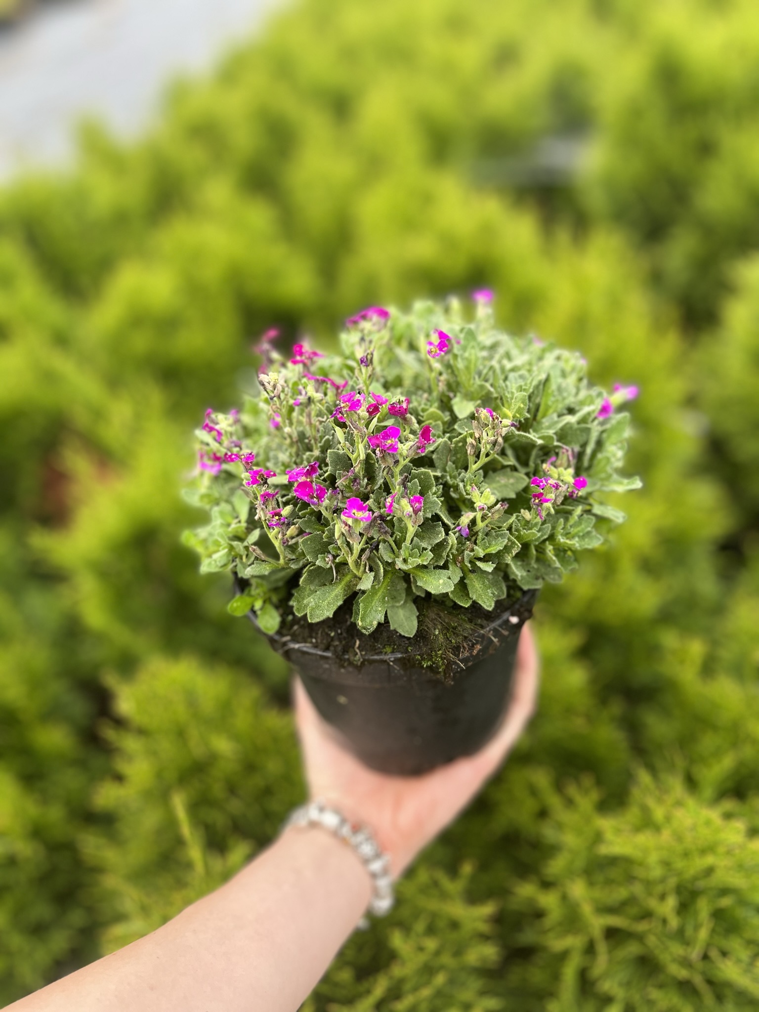 Żagwin ogrodowy 'Axcent Deep Purple' (Aubrieta cultorum) - RÓŻOWA/FIOLETOWA Aubrieta cultorum 'Axcent deep purple' 6