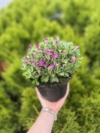 Żagwin ogrodowy 'Axcent Deep Purple' (Aubrieta cultorum) - RÓŻOWA/FIOLETOWA Aubrieta cultorum 'Axcent deep purple' 7