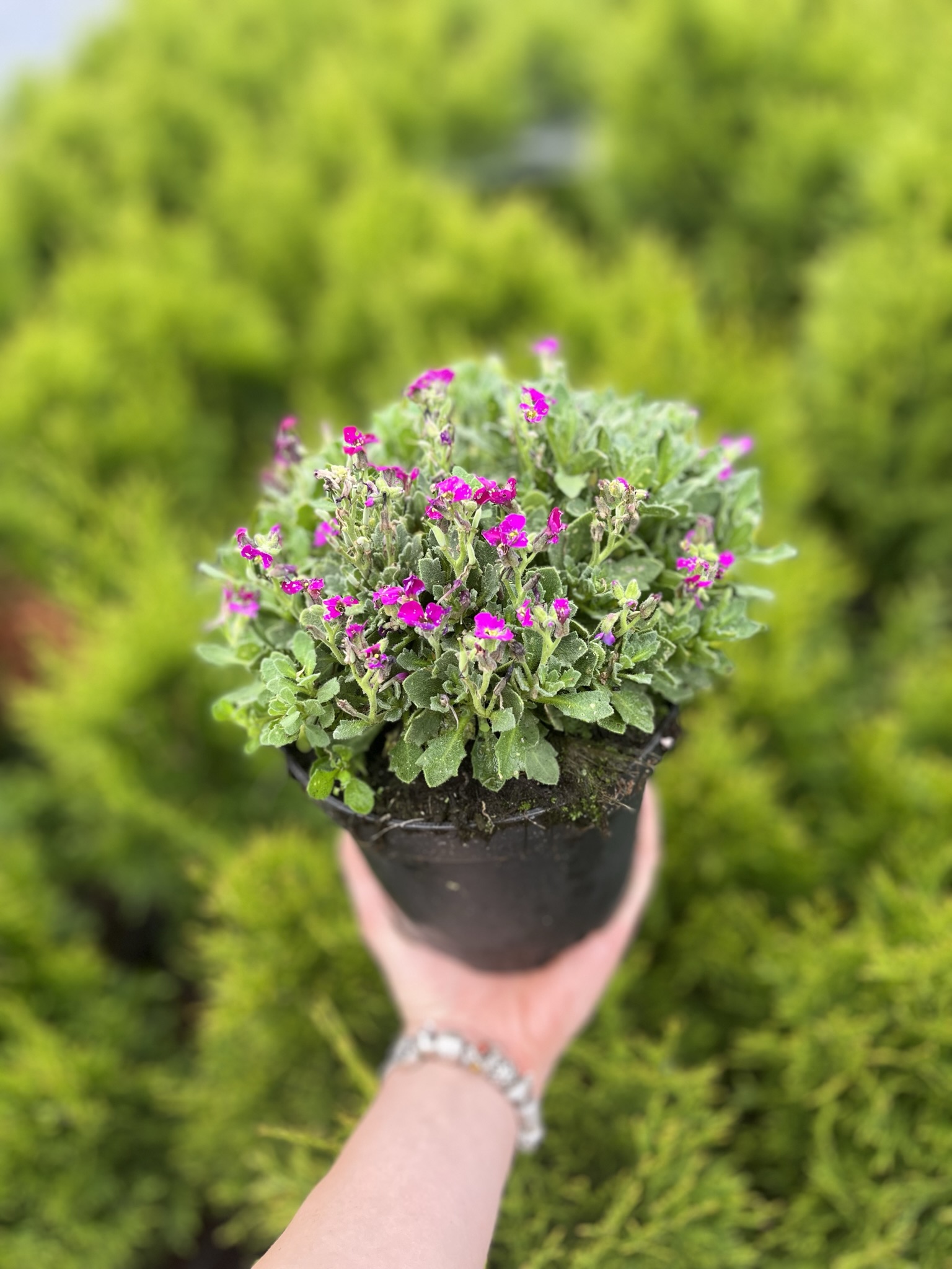 Żagwin ogrodowy 'Axcent Deep Purple' (Aubrieta cultorum) - RÓŻOWA/FIOLETOWA Aubrieta cultorum 'Axcent deep purple' 7
