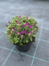 Żagwin ogrodowy 'Axcent Deep Purple' (Aubrieta cultorum) - RÓŻOWA/FIOLETOWA Aubrieta cultorum 'Axcent deep purple' 8