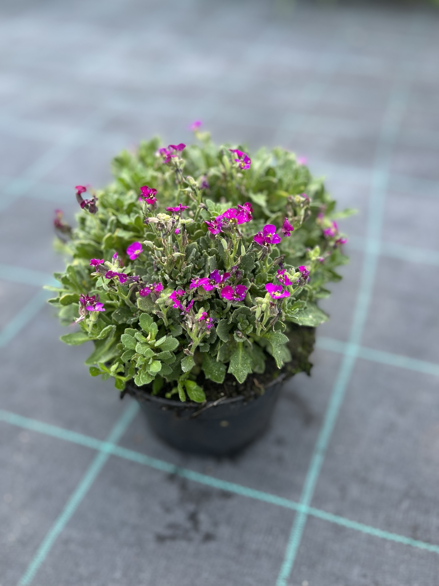 Żagwin ogrodowy 'Axcent Deep Purple' (Aubrieta cultorum) - RÓŻOWA/FIOLETOWA Aubrieta cultorum 'Axcent deep purple' 8
