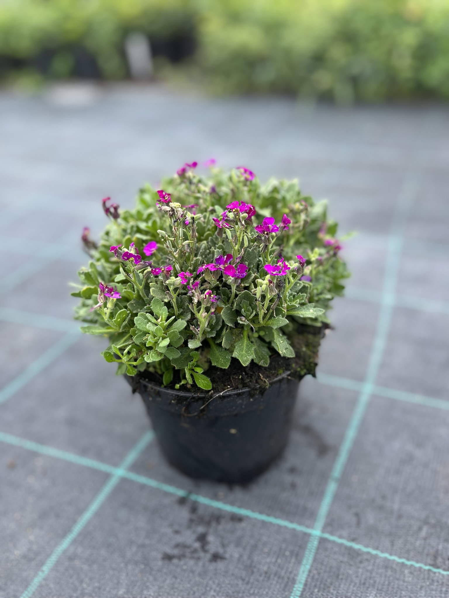 Żagwin ogrodowy 'Axcent Deep Purple' (Aubrieta cultorum) - RÓŻOWA/FIOLETOWA Aubrieta cultorum 'Axcent deep purple' 9