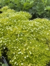Karmnik ościsty LIME MOSS - ZŁOTY dywan Sagina subulata 'Lime moss' 5