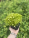 Karmnik ościsty LIME MOSS - ZŁOTY dywan Sagina subulata 'Lime moss' 4
