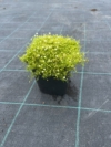 Karmnik ościsty LIME MOSS - ZŁOTY dywan Sagina subulata 'Lime moss' 3