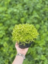 Karmnik ościsty LIME MOSS - ZŁOTY dywan Sagina subulata 'Lime moss' 2