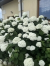 Hortensja STRONG ANNABELLE INCREDIBALL - OGROMNE kwiaty Hydrangea arborescens 'Strong Anabelle' 12