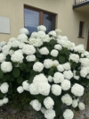 Hortensja STRONG ANNABELLE INCREDIBALL - OGROMNE kwiaty Hydrangea arborescens 'Strong Anabelle' 11