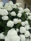 Hortensja STRONG ANNABELLE INCREDIBALL - OGROMNE kwiaty Hydrangea arborescens 'Strong Anabelle' 13
