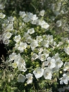 Dzwonek Karpacki Avida White - białe dzwonki Campanula carpatica 'Avida white' 3