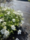 Dzwonek Karpacki Avida White - białe dzwonki Campanula carpatica 'Avida white' 5