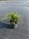 Turzyca Morrowa Irish Green - WIECZNIE ZIELONA TRAWA Carex xmorrowi 'Irish Green' 2