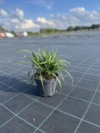 Turzyca Morrowa Irish Green - WIECZNIE ZIELONA TRAWA Carex xmorrowi 'Irish Green' 3