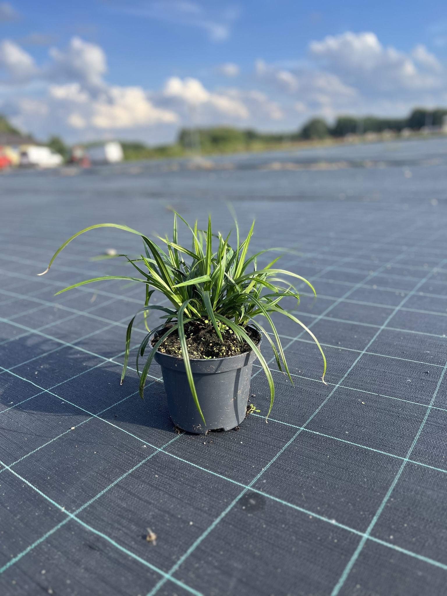 Turzyca Morrowa Irish Green - WIECZNIE ZIELONA TRAWA Carex xmorrowi 'Irish Green' 3