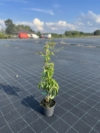 Winobluszcz pięciolistkowy - kolorowe pnącze Parthenocissus quinquefolia 6