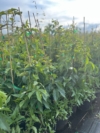 Winobluszcz pięciolistkowy - kolorowe pnącze Parthenocissus quinquefolia 8