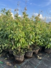 Winobluszcz pięciolistkowy - kolorowe pnącze Parthenocissus quinquefolia 4
