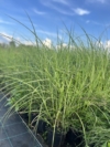 Miskant Ferner Osten - Czerwone kłosy Miscanthus sinensis 'Ferner Osten' 4