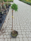 Jałowiec Pospolity "Green Mantle" Szczepiony na pniu 80cm Juniperus communis "Green Mantle" 80 1
