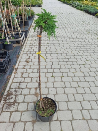 Jałowiec Pospolity "Green Mantle" Szczepiony na pniu 80cm Juniperus communis "Green Mantle" 80 1