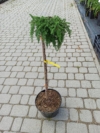 Jałowiec Pospolity "Green Mantle" Szczepiony na pniu 60cm Juniperus communis "Green Mantle" 60 1