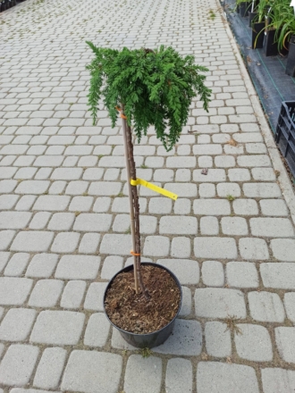 Jałowiec Pospolity "Green Mantle" Szczepiony na pniu 60cm Juniperus communis "Green Mantle" 60 1
