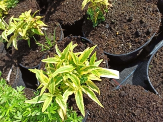 Żylistek mieszańcowy Variegata - nakrapiane liście Deutzia x hybrida 'Variegata ' 1