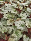 Żurawka Heuhera Venus Heuchera 'Venus' 1