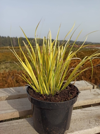 Tatarak krzewiasty GOLDEN DELIGHT - ZŁOTA TRAWA NA MOKRADŁA Acorus gramineus 'GOLDEN DELIGHT' 1