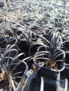 Konwalnik płaskopędowy Nigerscens - Czarna trawa Niger Ophiopogon planiscapus 'Nigerescens' 2