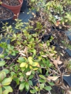 Berberys pośredni Dual Jewel - UNIKATOWA ODMIANA Berberis Thunbergii 'Dual Jewel' 1